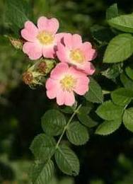 Rosa mosqueta Rosa mosqueta