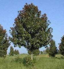 Magnolia grandiflora Ref. 5 ( Árbol )
