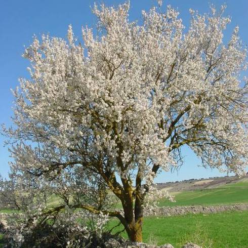 ALMENDRO Ref. 5 Frutales ALMENDRO Ref. 5 Frutales