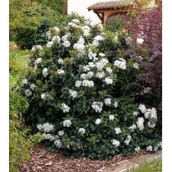 El Durillo: Productos de Danimayos Crea Tu Jardin El Durillo: Productos de Danimayos Crea Tu Jardin