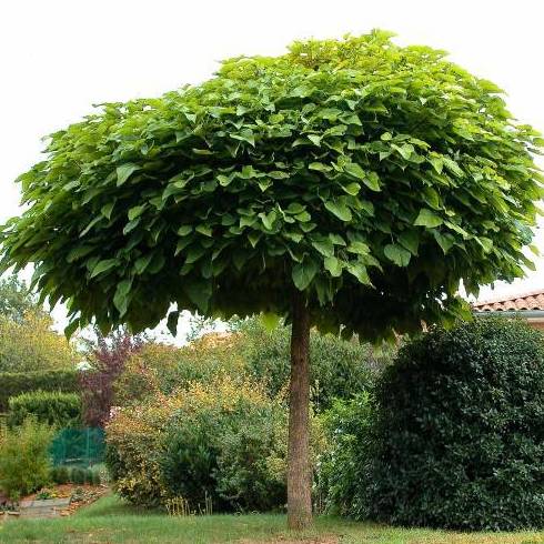 CATALPA DE BOLA Ref. 19 CATALPA DE BOLA Ref. 19