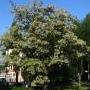 Acacia blanca Acacia blanca