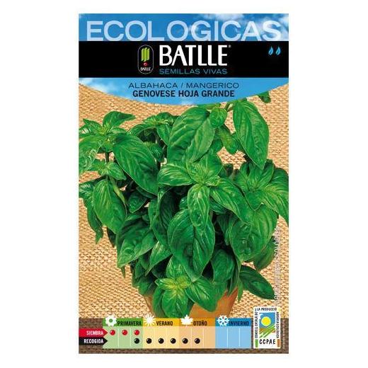 Semillas ecológicas de Albahaca genovèse hoja grande Ref-3 Semillas ecológicas de Albahaca genovèse hoja grande Ref-3