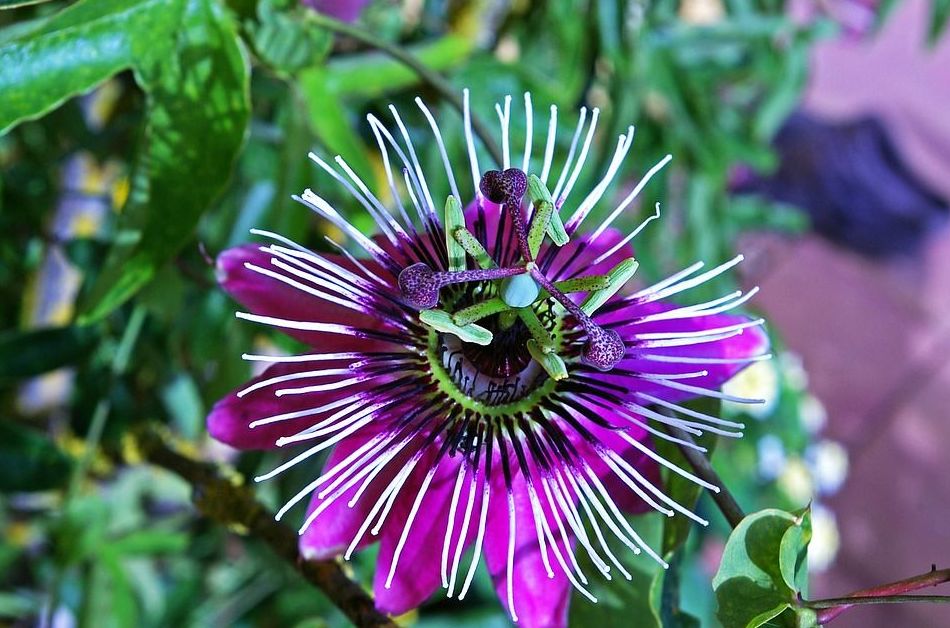 Flor de la pasión Flor de la pasión