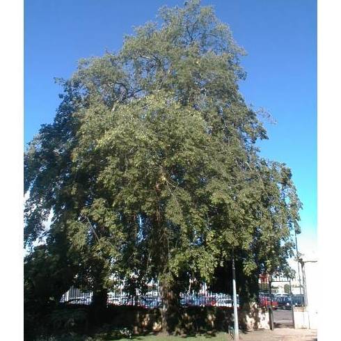ALMEZ Ref. 69 ( ÁRBOL ) ALMEZ Ref. 69 ( ÁRBOL )