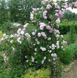 Rosal romano Rosal romano
