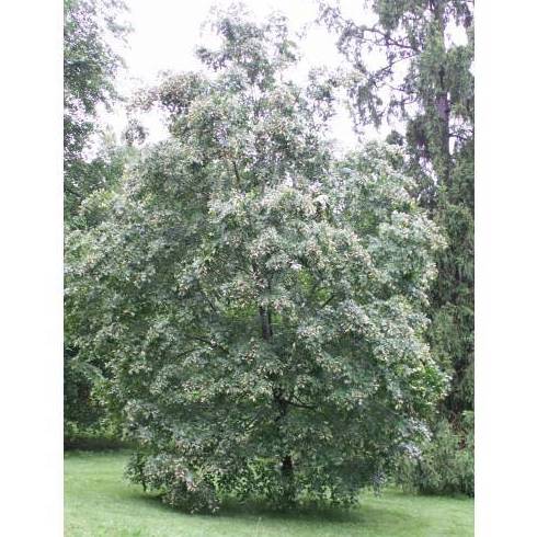 TILO DE MONGOLIA Ref. 40 ( ÁRBOL ) TILO DE MONGOLIA Ref. 40 ( ÁRBOL )