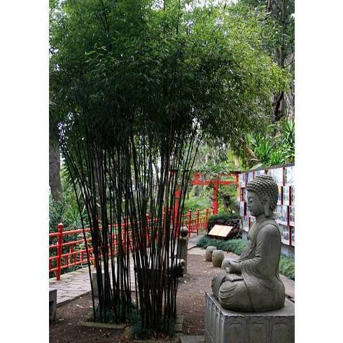 BAMBÚ PHYLLOSTACHYS NIGRA Ref.102 ( ÁRBOL) BAMBÚ PHYLLOSTACHYS NIGRA Ref.102 ( ÁRBOL)