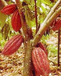 ARBOL DEL CACAO, CACAOTERO Ref. 72 ÁRBOL ARBOL DEL CACAO, CACAOTERO Ref. 72 ÁRBOL