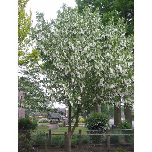 Arbol de los pañuelos Ref. 13 ( Árbol ) Arbol de los pañuelos Ref. 13 ( Árbol )