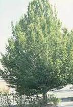 ABEDULILLO Ref.99 ( ÁRBOL ) ABEDULILLO Ref.99 ( ÁRBOL )