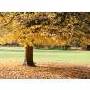 Árbol de hierro Ref. 9 ( Árbol ) Árbol de hierro Ref. 9 ( Árbol )