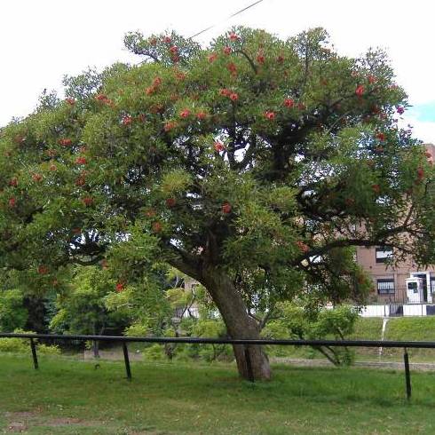 Ceibo ( ÁRBOL ) Ceibo ( ÁRBOL )