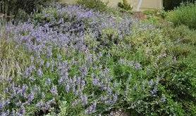 SALVIA SECA SALVIA SECA