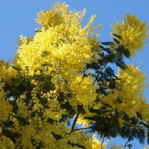 MIMOSA, MIMOSA FINA 'GAULOIS ASTIER Ref. 38 ( ÁRBOL ) MIMOSA, MIMOSA FINA 'GAULOIS ASTIER Ref. 38 ( ÁRBOL )