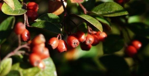 Cotoneaster franchetii Cotoneaster franchetii