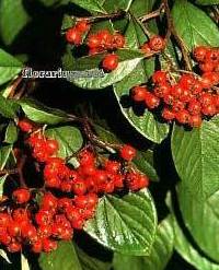 Cotoneaster lacteus Cotoneaster lacteus