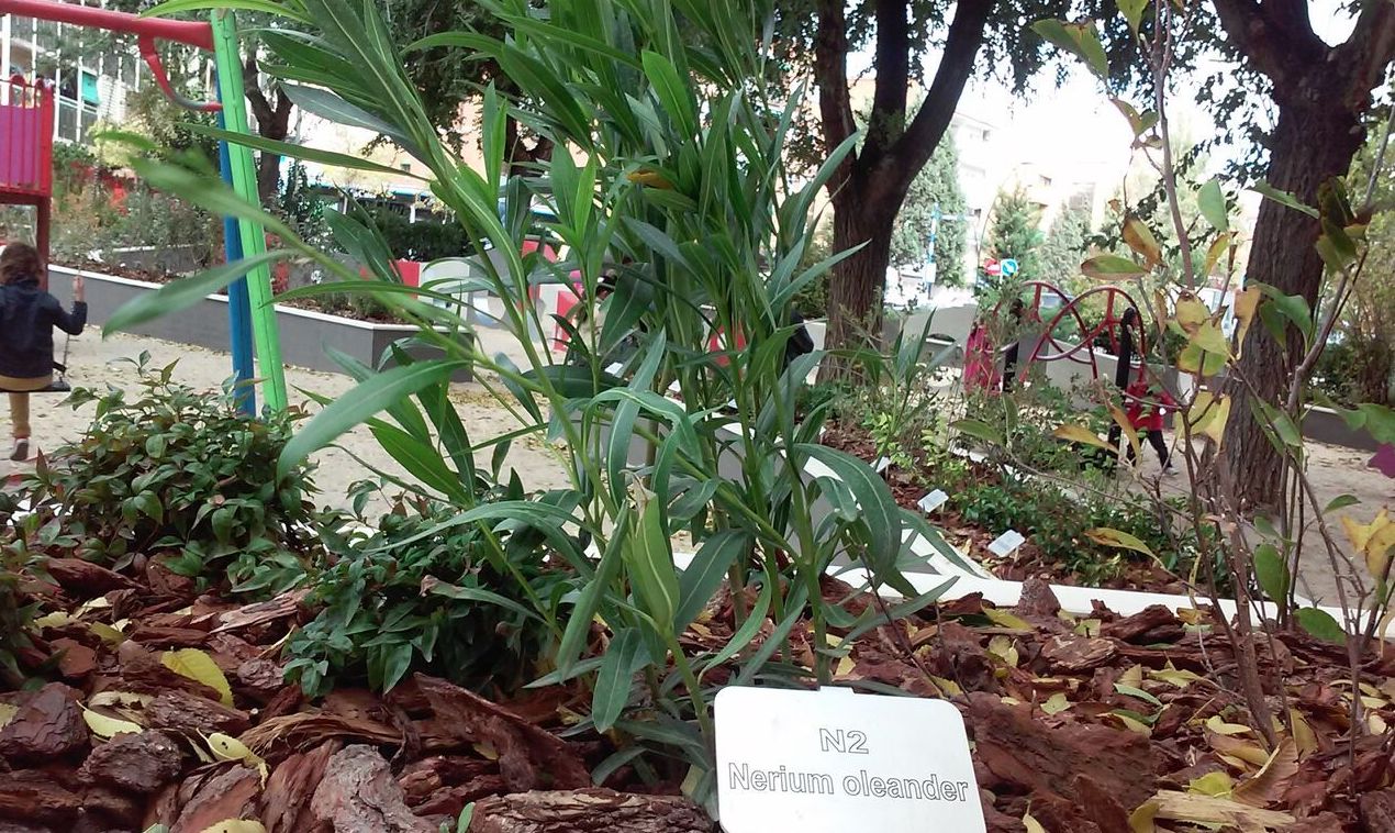 NERIUM OLEANDER Ref. 46 ( N2 ) ( ARBUSTO ) NERIUM OLEANDER Ref. 46 ( N2 ) ( ARBUSTO )