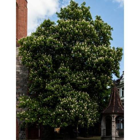 FALSO CASTAÑO, CASTAÑO DE INDIAS Ref. 27 ( ÁRBOL ) FALSO CASTAÑO, CASTAÑO DE INDIAS Ref. 27 ( ÁRBOL )