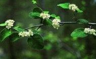 Cotoneaster granatensis Cotoneaster granatensis