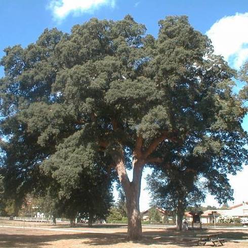 ALCORNOQUE Ref. 63 ÁRBOL ALCORNOQUE Ref. 63 ÁRBOL