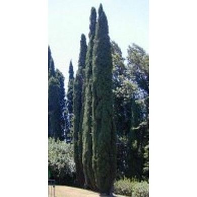 Ciprés de Arizona: Productos de Danimayos Crea Tu Jardin Ciprés de Arizona: Productos de Danimayos Crea Tu Jardin