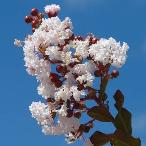 ÁRBOL DE JÚPITER 'BLANCO' Ref. 33 ÁRBOL DE JÚPITER 'BLANCO' Ref. 33