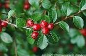 Cotoneaster divaricatus Cotoneaster divaricatus