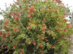CALLISTEMON CITRINUS SPLENDENS Ref. 57 CALLISTEMON CITRINUS SPLENDENS Ref. 57