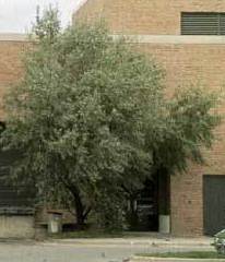 ÁRBOL DEL PARAÍSO Ref. 76 ( ÁRBOL ) ÁRBOL DEL PARAÍSO Ref. 76 ( ÁRBOL )