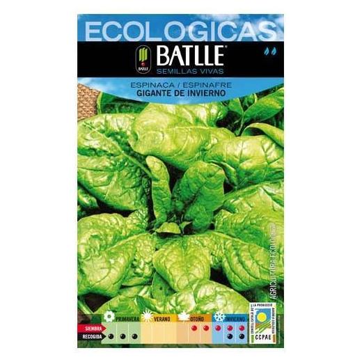 Semillas ecológicas de Espinaca Gigante de Invierno Ref.24 Semillas ecológicas de Espinaca Gigante de Invierno Ref.24