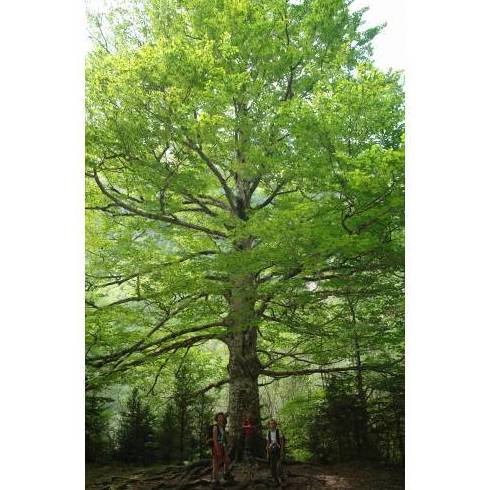 HAYA Ref. 31 ( ÁRBOL ) HAYA Ref. 31 ( ÁRBOL )