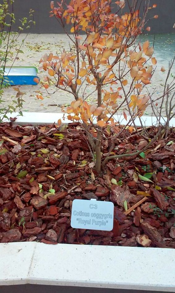 COTINUS COGGYGRIA " ROYAL PURPLE " Ref. 45 ( ÁRBOL ) COTINUS COGGYGRIA " ROYAL PURPLE " Ref. 45 ( ÁRBOL )