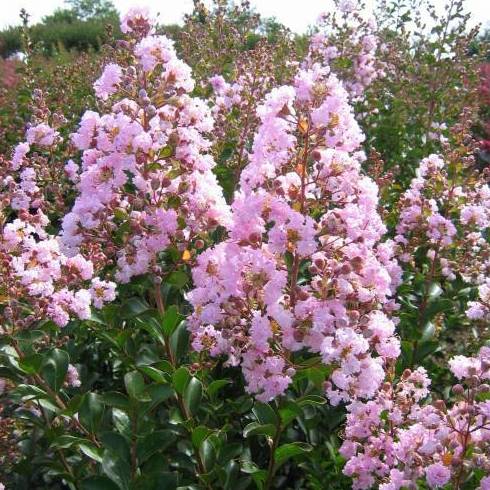 ÁRBOL DE JÚPITER 'ROSA FUCSIA' Ref. 36 ( ÁRBOL ) ÁRBOL DE JÚPITER 'ROSA FUCSIA' Ref. 36 ( ÁRBOL )