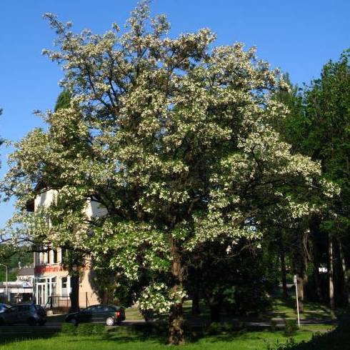 Acacia blanca Ref.53 ÁRBOL Acacia blanca Ref.53 ÁRBOL