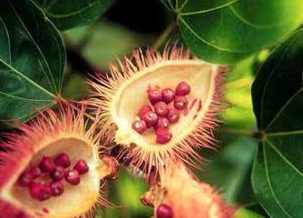 Achiote Ref. 1 Achiote Ref. 1