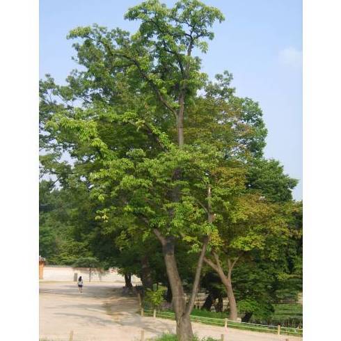 ÁRBOL DE LAS ABEJAS Ref. 73 ( ÁRBOL ) ÁRBOL DE LAS ABEJAS Ref. 73 ( ÁRBOL )