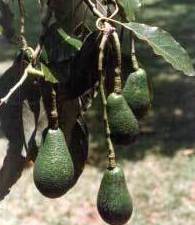 Aguacate Ref. 2 Aguacate Ref. 2