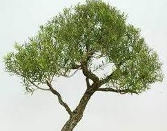 ÁRBOL DEL TÉ ÁRBOL DEL TÉ