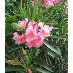 Adelfa: Productos de Danimayos Crea Tu Jardin Adelfa: Productos de Danimayos Crea Tu Jardin