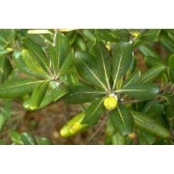 Pitosporum: Productos de Danimayos Crea Tu Jardin Pitosporum: Productos de Danimayos Crea Tu Jardin