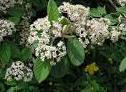 Cotoneaster coriaceus Cotoneaster coriaceus