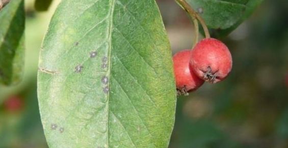 Cotoneaster bacillaris Cotoneaster bacillaris