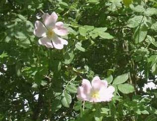 Rosal silvestre Rosal silvestre