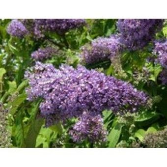 Budleida: Productos de Danimayos Crea Tu Jardin Budleida: Productos de Danimayos Crea Tu Jardin