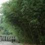 Bambú Phyllostachys Bissetii ( ÁRBOLES ) Bambú Phyllostachys Bissetii ( ÁRBOLES )