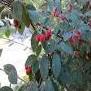 Cotoneaster glaucophyllus Franch Cotoneaster glaucophyllus Franch