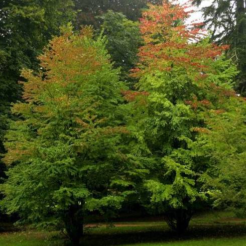 ÁRBOL DE KATSURA. Ref. 71 ( ÁRBOL ) ÁRBOL DE KATSURA. Ref. 71 ( ÁRBOL )