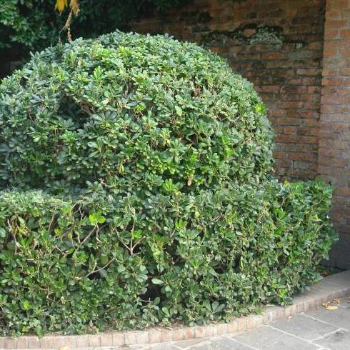 PITOSPORUM DEL JAPÓN Ref. 9 ( ARBUSTO ) PITOSPORUM DEL JAPÓN Ref. 9 ( ARBUSTO )