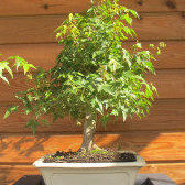 ABEDUL EN CEPELLON Ref. 22 ( ÁRBOL ) ABEDUL EN CEPELLON Ref. 22 ( ÁRBOL )